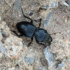 Pasimachus californicus
