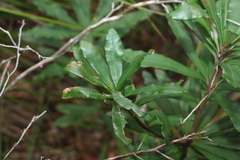 Banksia integrifolia
