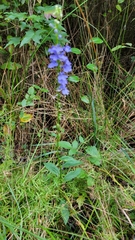 Lobelia amoena
