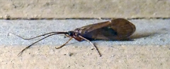 Halesus