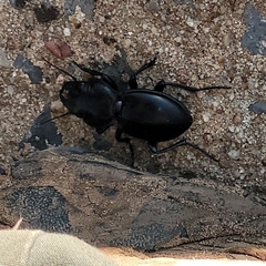 Pasimachus californicus