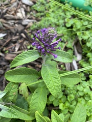 Buddleja davidii