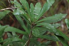 Banksia integrifolia
