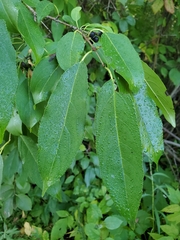 Rhamnus davurica