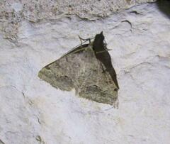 Frederickia s-signata