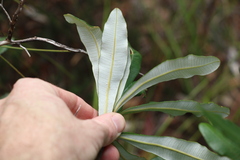 Banksia integrifolia