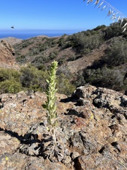 Heterotheca grandiflora