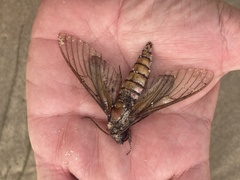 Agrius cingulata