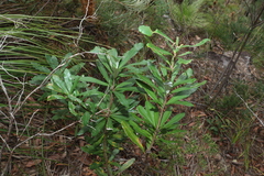 Banksia integrifolia