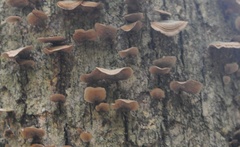 Auricularia polytricha