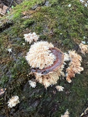 Radulomyces copelandii