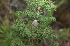Petrophile canescens