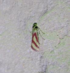 Microtheoris vibicalis