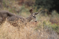Odocoileus hemionus californicus