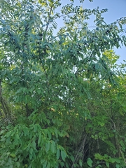 Rhamnus davurica