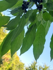 Rhamnus davurica
