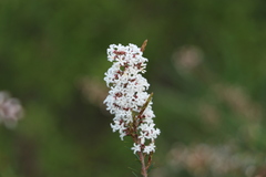 Acrothamnus melaleucoides