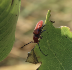 Tetraopes femoratus
