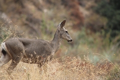 Odocoileus hemionus californicus