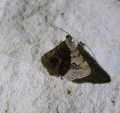 Frederickia s-signata