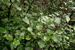 Griselinia littoralis