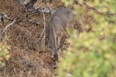 Odocoileus hemionus californicus