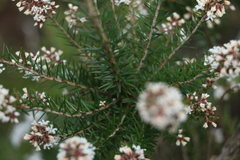 Acrothamnus melaleucoides