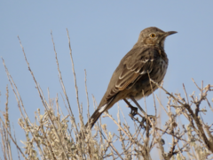 Oreoscoptes montanus