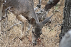 Odocoileus hemionus californicus
