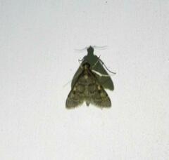 Steniodes declivalis