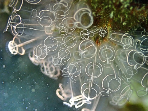 Photo of Light-bulb tunicate (Clavelina lepadiformis)