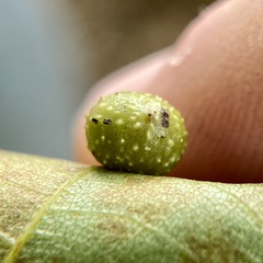 Caryomyia tuberculata