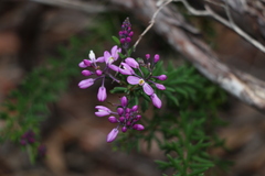 Comesperma esulifolium