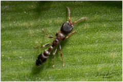 Pseudomyrmex