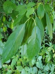 Rhamnus davurica