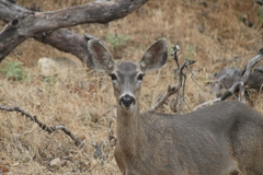 Odocoileus hemionus californicus