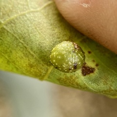 Caryomyia tuberculata