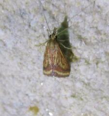 Microtheoris ophionalis