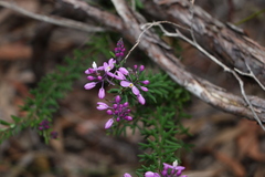 Comesperma esulifolium