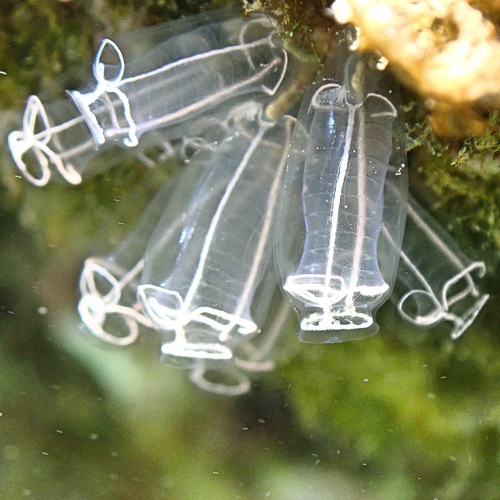 Photo of Light-bulb tunicate (Clavelina lepadiformis)