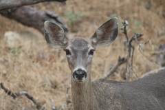 Odocoileus hemionus californicus