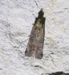 Sciota rubrisparsella