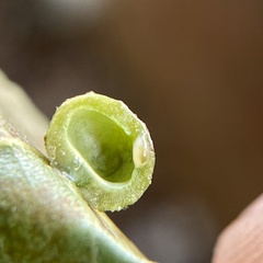 Caryomyia tuberculata