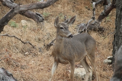 Odocoileus hemionus californicus