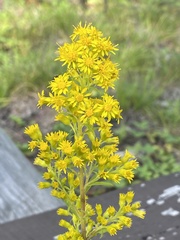 Solidago puberula