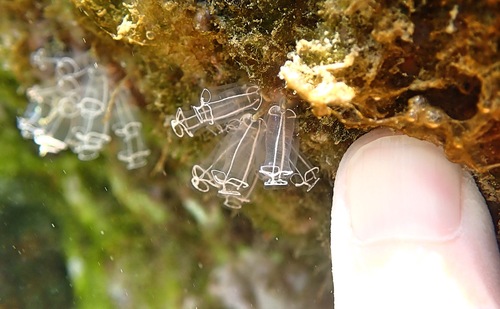 Photo of Light-bulb tunicate (Clavelina lepadiformis)