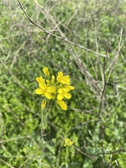 Brassica rapa