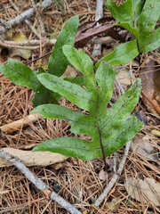 Microsorum pustulatum pustulatum