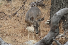 Odocoileus hemionus californicus