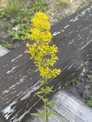 Solidago puberula